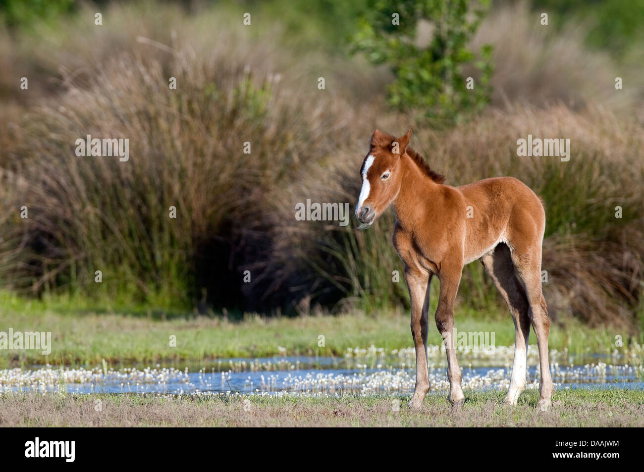 Europe, Camargue, Wild Horse, Horse, animal, head, France, Equus caballus, foal Stock Photo