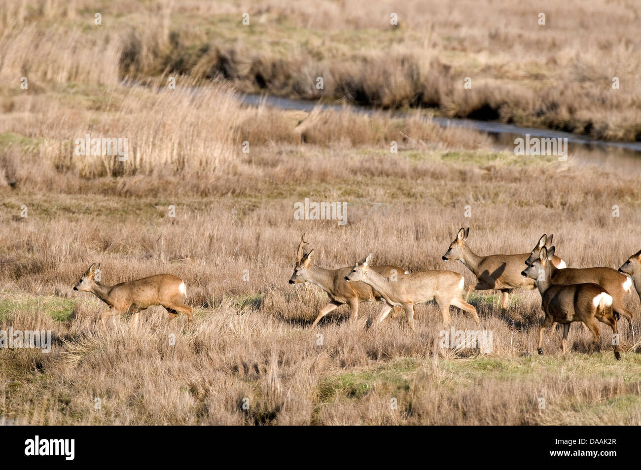 Europe, Roe Deer, Capreolus capreolus, herd, bevy, Field, animal, Stock Photo