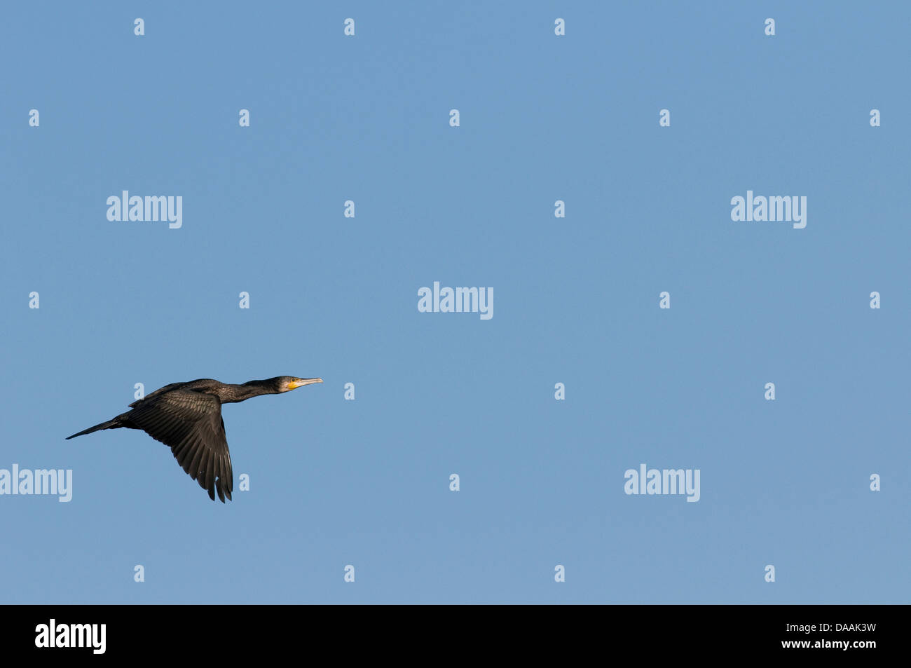 Europe, Cormorant, Phalacrocorax carbo, bird, flight, black Stock Photo