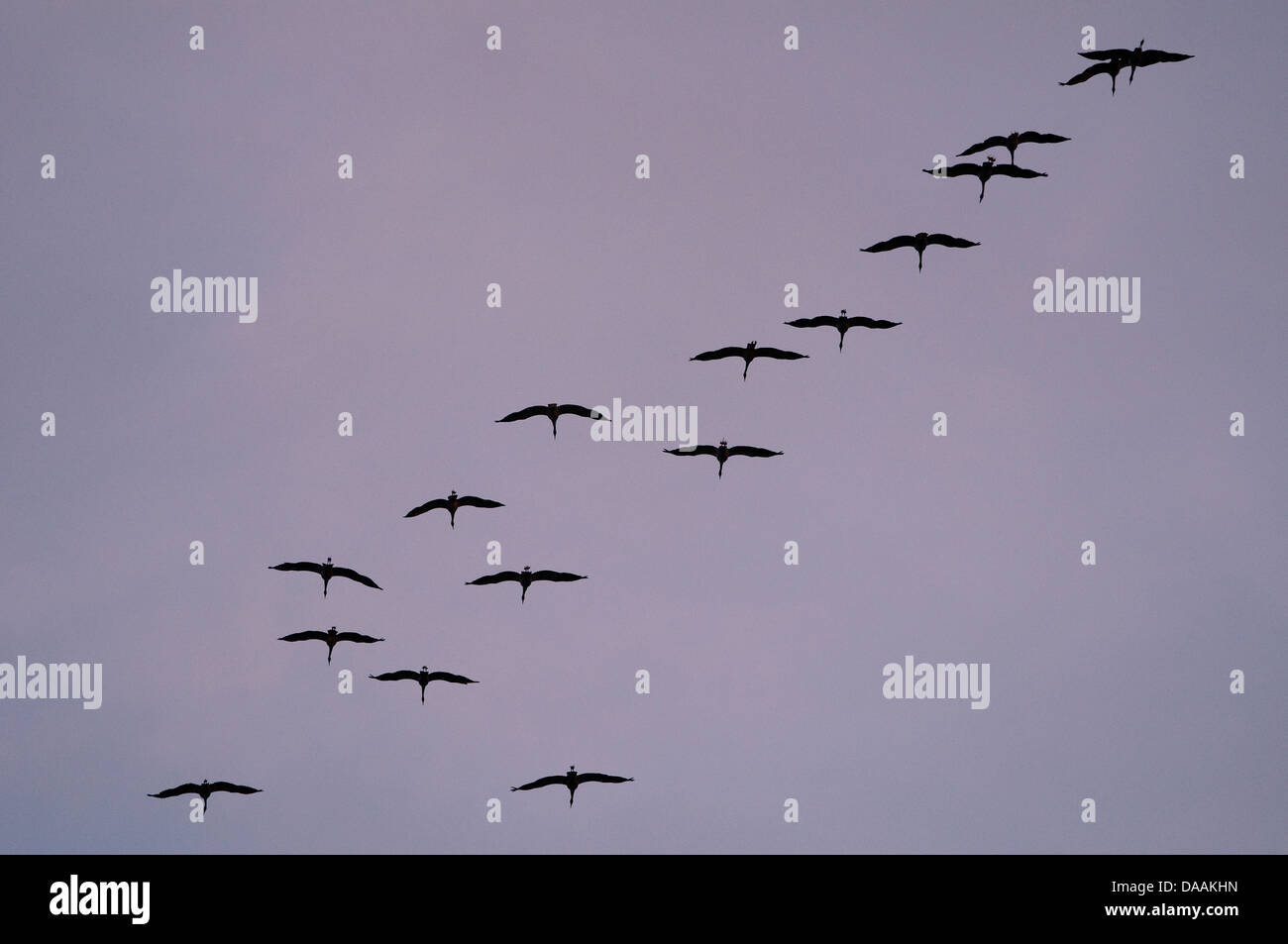 Europe, Crane, bird, migration, flight, sunset, Common Crane, Megalornis grus Stock Photo