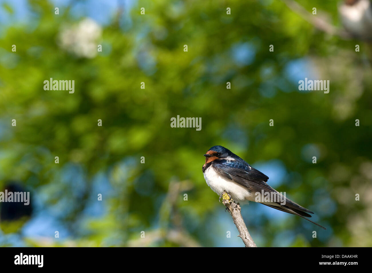 Europe, Bird, branch, Swallow, Hirundo rustica Stock Photo
