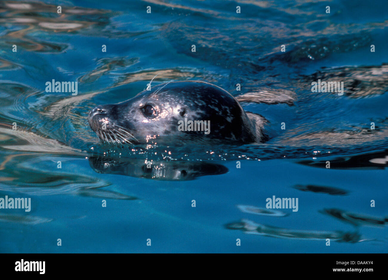 Europe, Harbor seal, seal, common seal, Shetland, Phoca vitulina ...