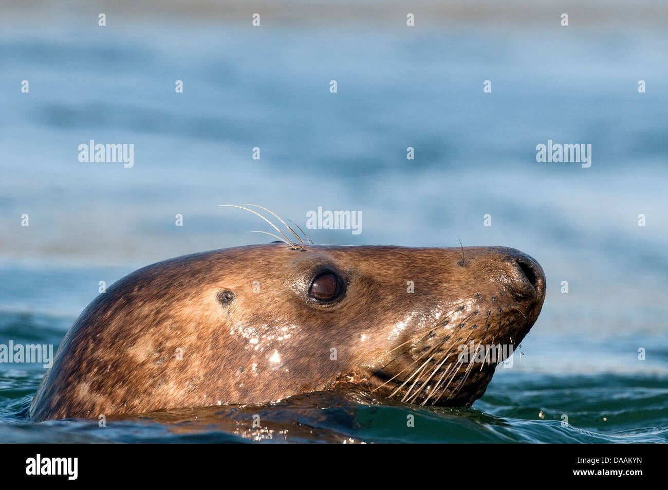 Europe, Seal, water, animal, Grey Seal, Halichoerus grypus Stock Photo