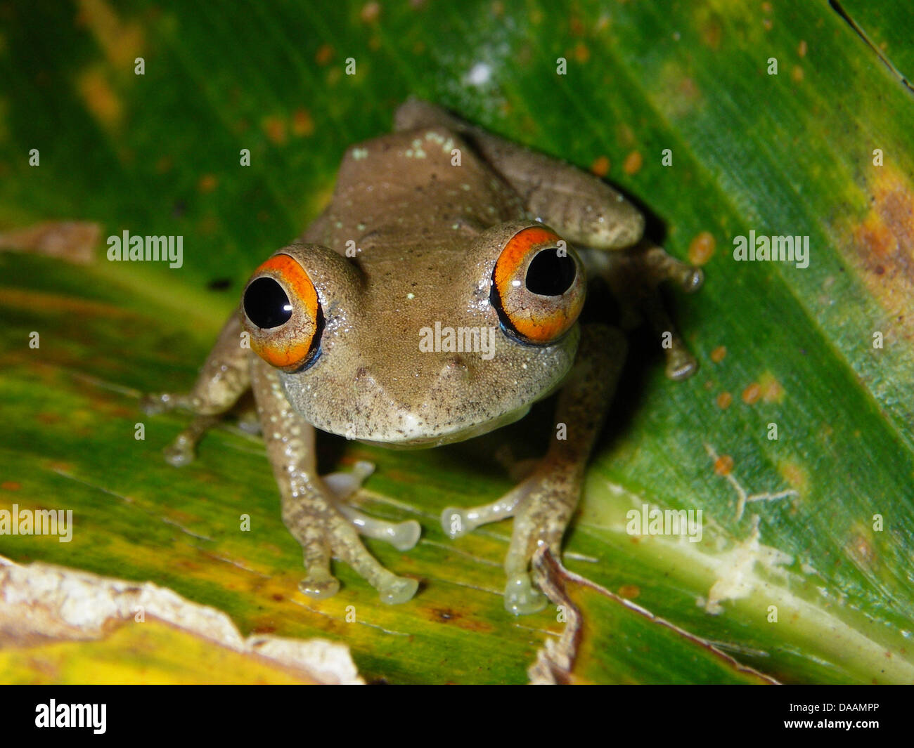 Boophis species hires stock photography and images Alamy
