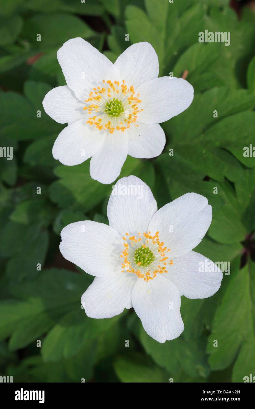 Anemone nemorosa, flower, blossom, flourish, flower center, wood ...