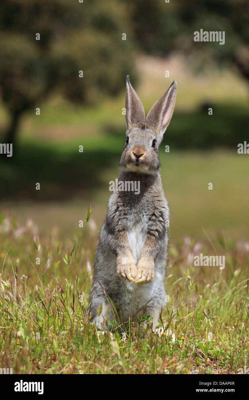 Oxnard Rabbit Andalusia, rabbit, bunny, rodent, rodent, ears, Oryctolagus cuniculus ...