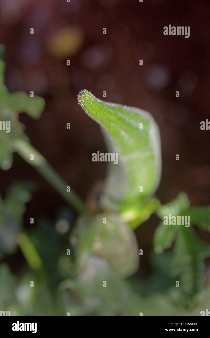 Abelmoschus esculentus, Lady Finger on plant, India Stock Photo