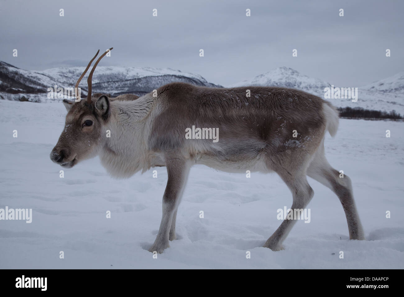 Bellvik, Europe, Kaldfjorden, nature, Norway, reindeers, Scandinavia, mammals, animals, Tromsö, winter, wilderness, domestic ani Stock Photo