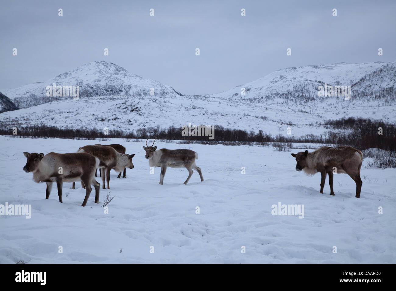 Bellvik, Europe, Kaldfjorden, nature, Norway, reindeers, Scandinavia, mammals, animals, Tromsö, winter, wilderness, domestic ani Stock Photo