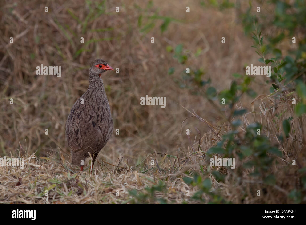 Wild chicken wildlife nature hi-res stock photography and images - Alamy