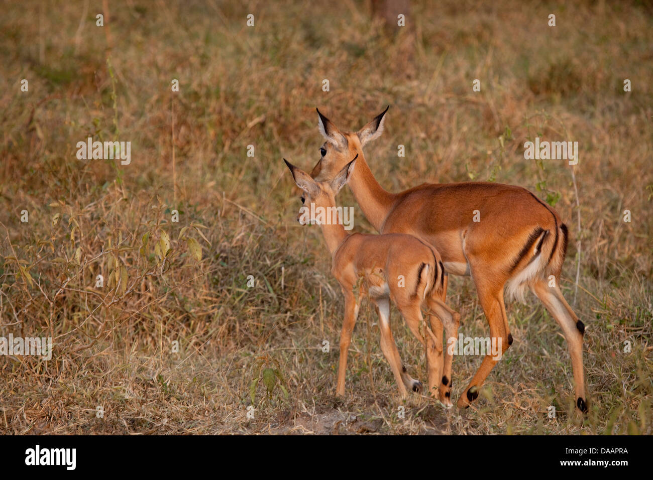 Impala, antelopes, animals, mammals, cloven-hoofed animals, wilderness, nature, Wildlife, wild animals, Africa, savanna, Uganda, Stock Photo