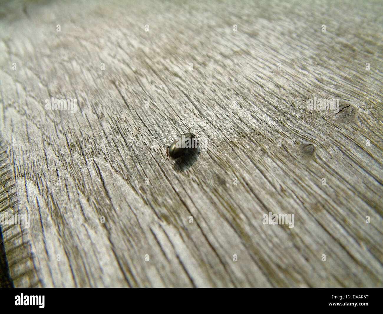 A Woodworm Beetle (Anobium Punctatum Stock Photo Alamy