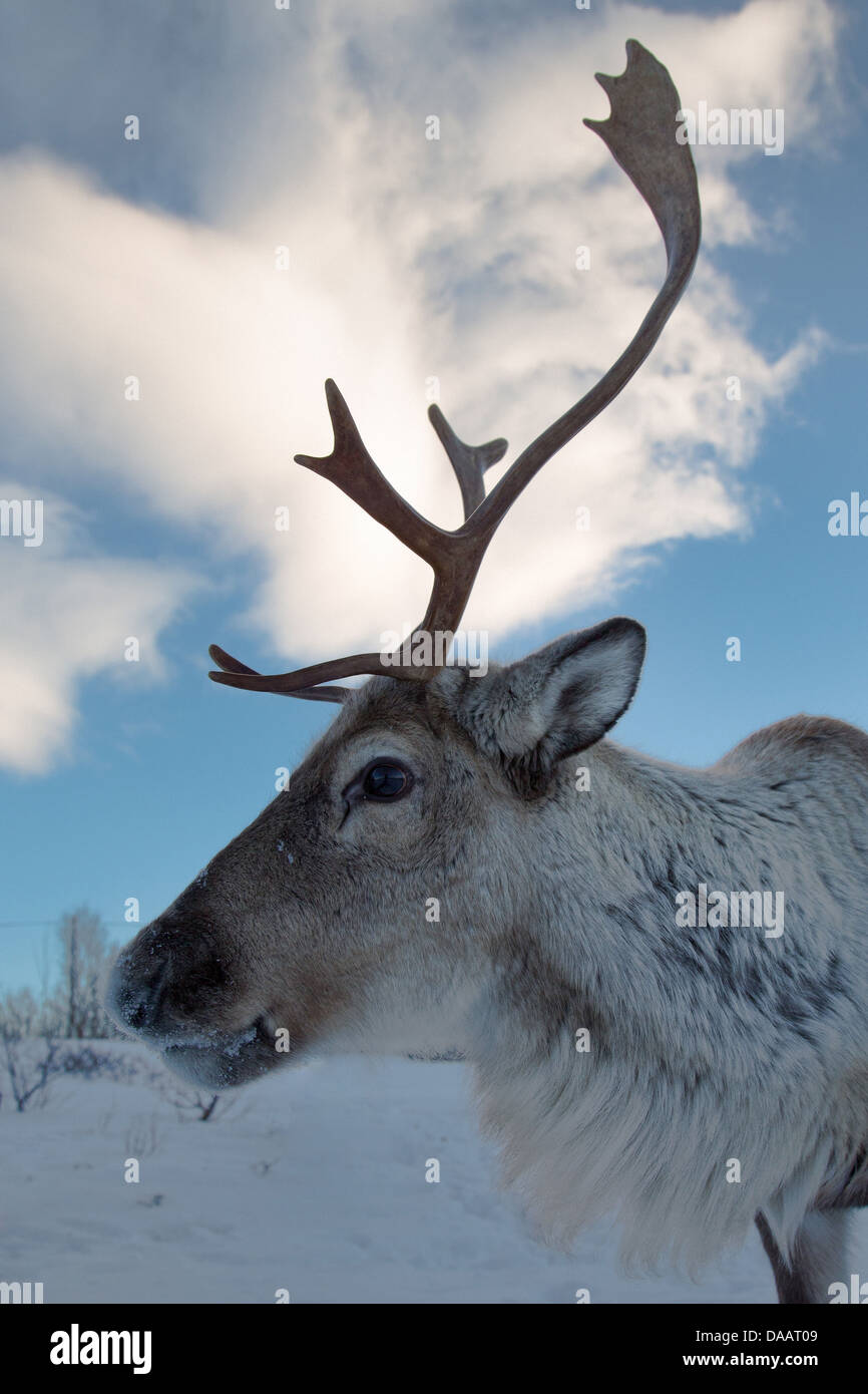 Bellvik, Europe, Kaldfjorden, nature, Norway, reindeers, Scandinavia, mammals, animals, Tromsö, winter, wilderness, domestic ani Stock Photo