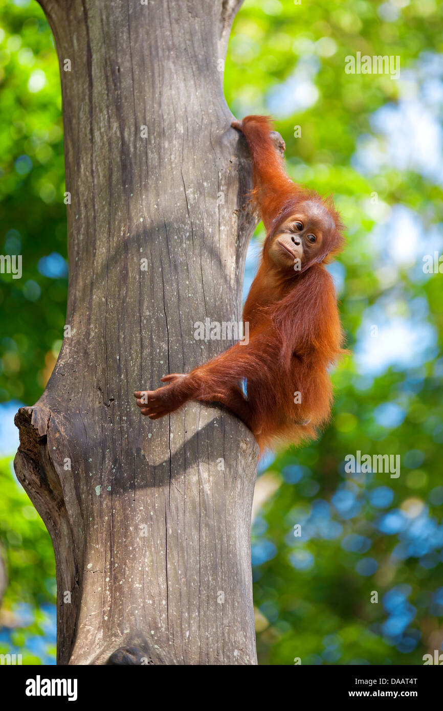 Borneo orangutan hi-res stock photography and images - Alamy