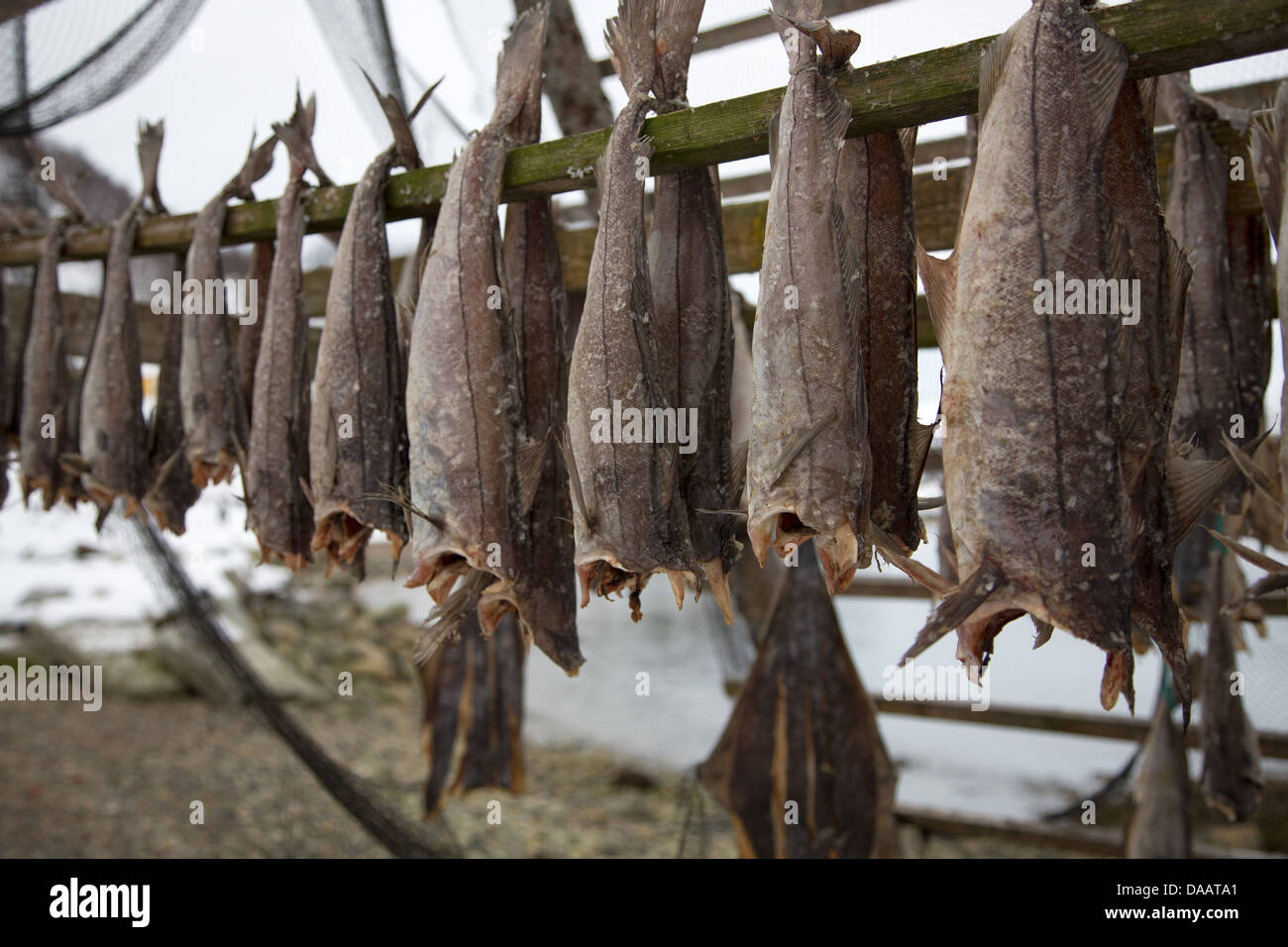  Norwegian Stockfish Whole or Cut 10lbs : Grocery