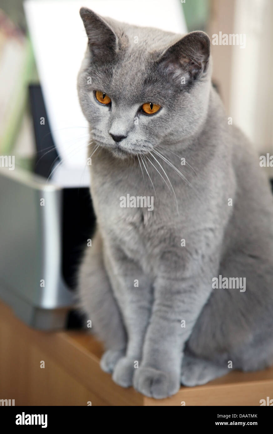 Beautiful British Shorthair cat portrait Stock Photo