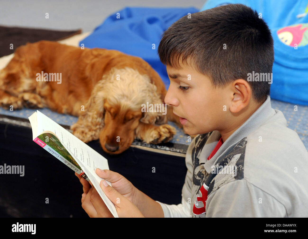 Ten-year-old pupil Valmir Krasniqi reads a story to cocker spaniel 'Loulou' in Bremen, Germany, 20 September 2011. The initiative belongs to the project 'ReadDog - Where reading is alot of fun', which is a part of a series of events on Children's Day 2011 of the Evangelical Church in Germany. Children with reading difficulties can read to animals more easily than to people. The pro Stock Photo