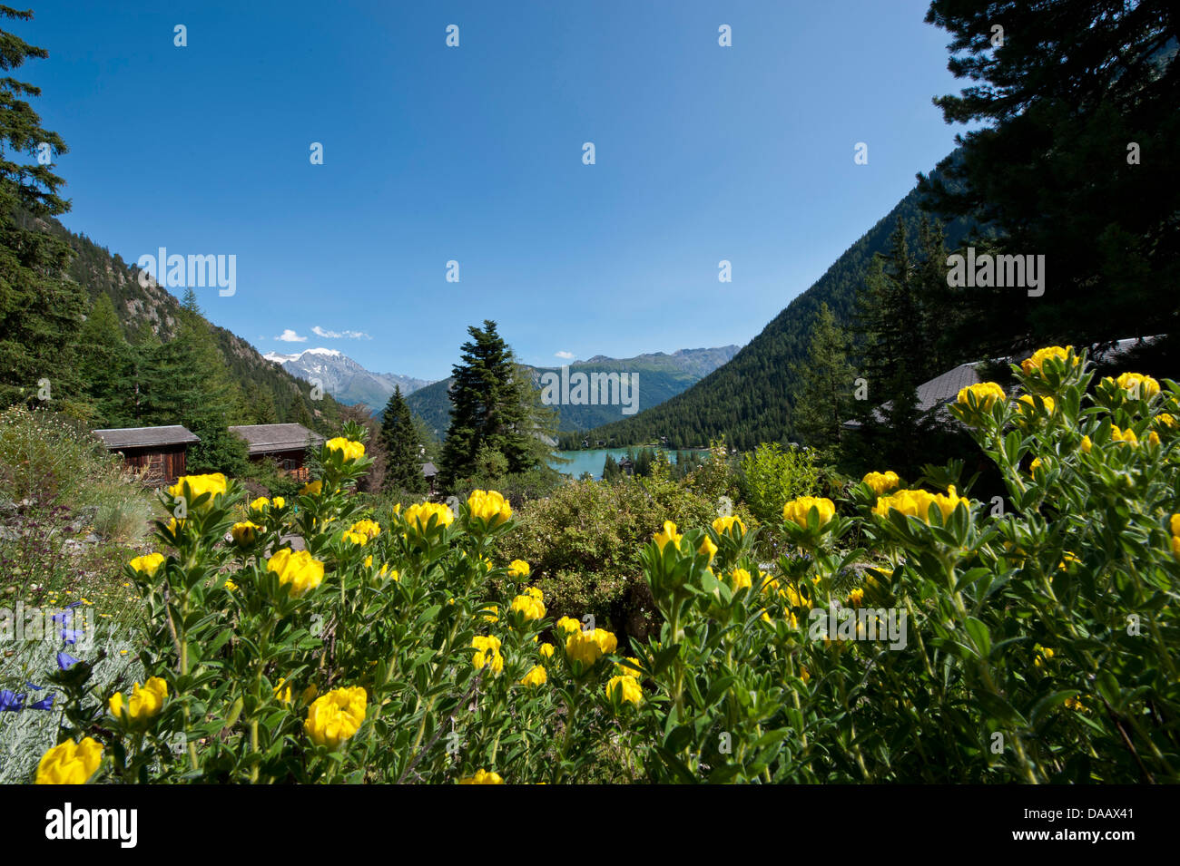 Valais, Champex, alpine, Switzerland, Alpine garden, botany, botanical Alpine garden, Flore Alpe, wood, forest, nature, Chamaecy Stock Photo