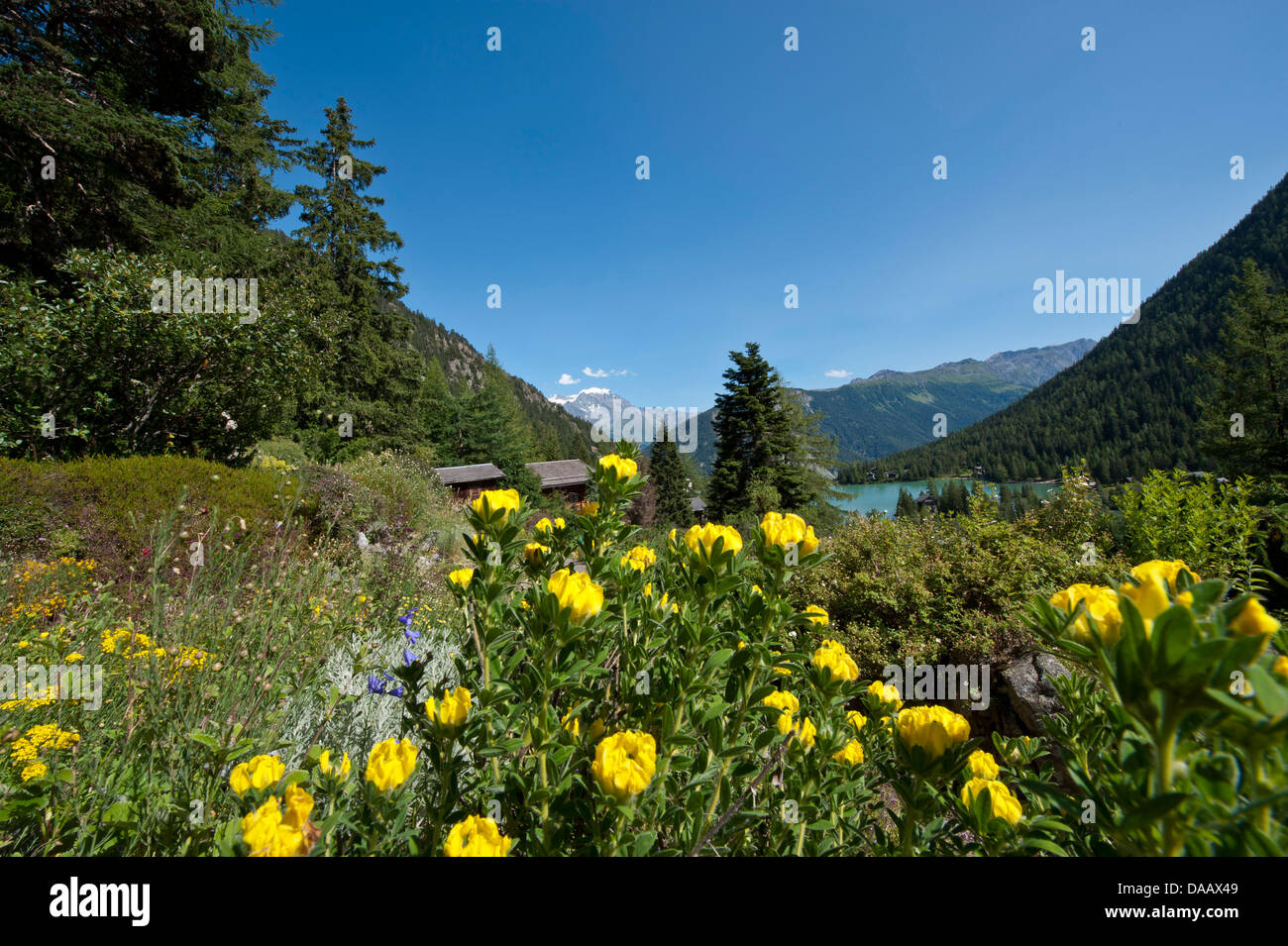 Valais, Champex, alpine, Switzerland, Alpine garden, botany, botanical Alpine garden, Flore Alpe, wood, forest, nature, Chamaecy Stock Photo