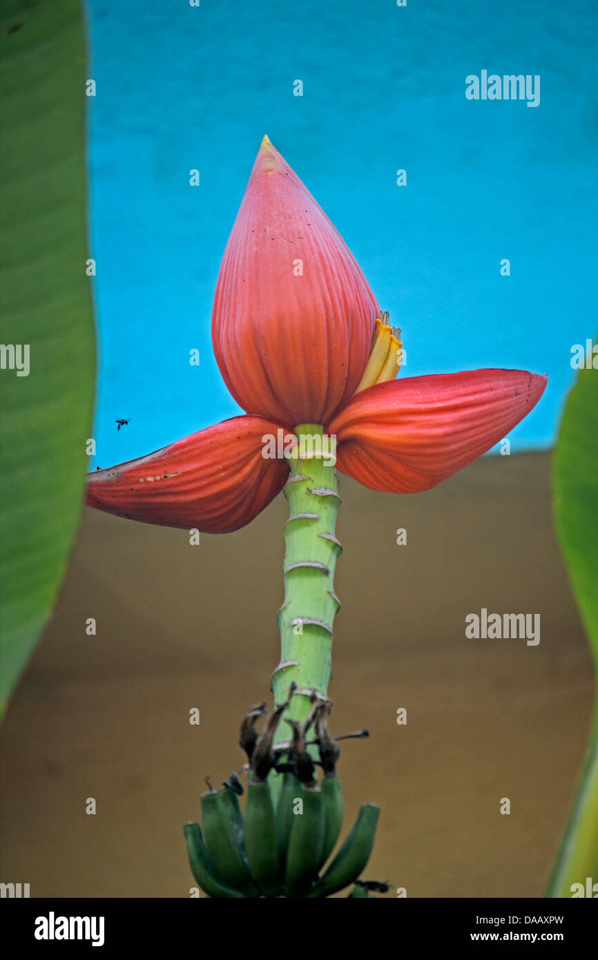 Ornamental banana, Flower, Goa, India Stock Photo Alamy