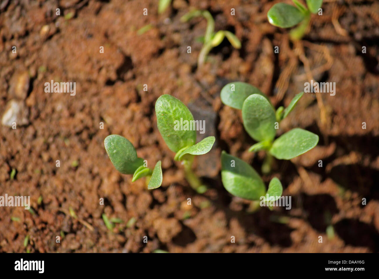 Young Plants of Fenugreek Foenum-graecum Stock Photo