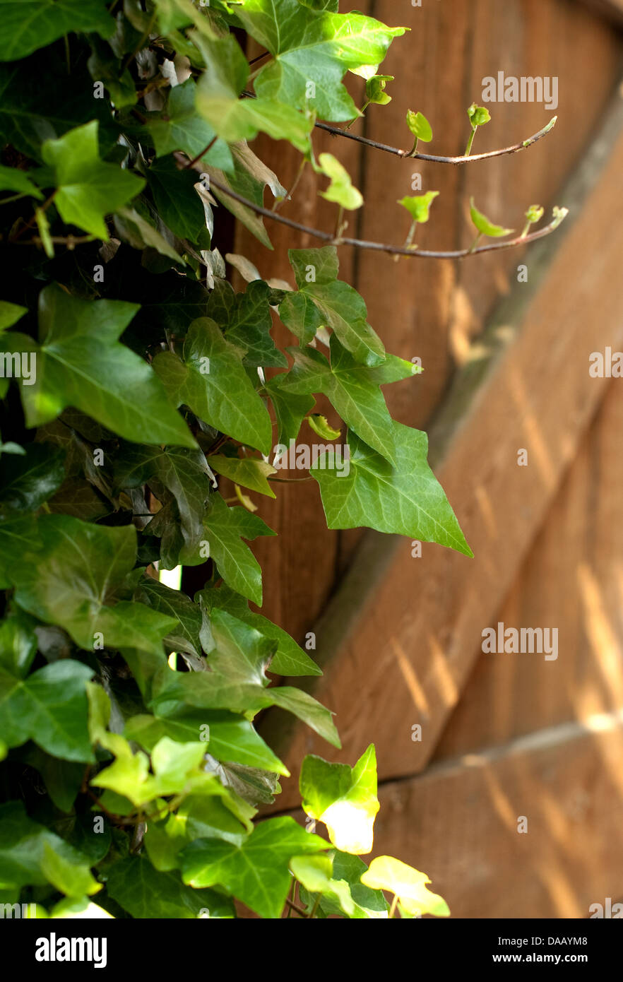 Ivy plant leaves Stock Photo Alamy