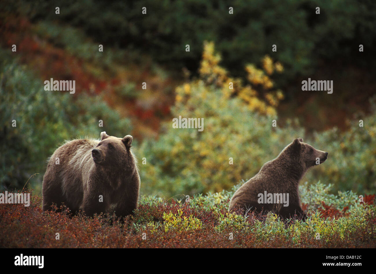 Grizzly Bear, animal, Ursus Arctos, Denali, National Park, Preserve, Alaska, USA, bears, cub, cubs, fall, autumn, forest, fur, f Stock Photo