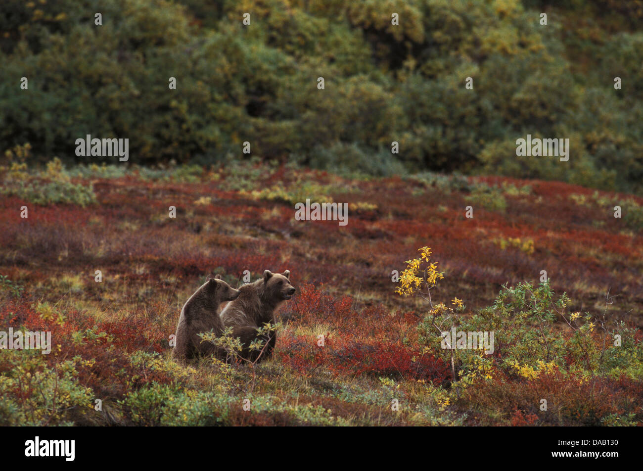 Grizzly Bear, animal, Ursus Arctos, Denali, National Park, Preserve, Alaska, USA, bears, fighting, cubs, cub, field, fall, autum Stock Photo