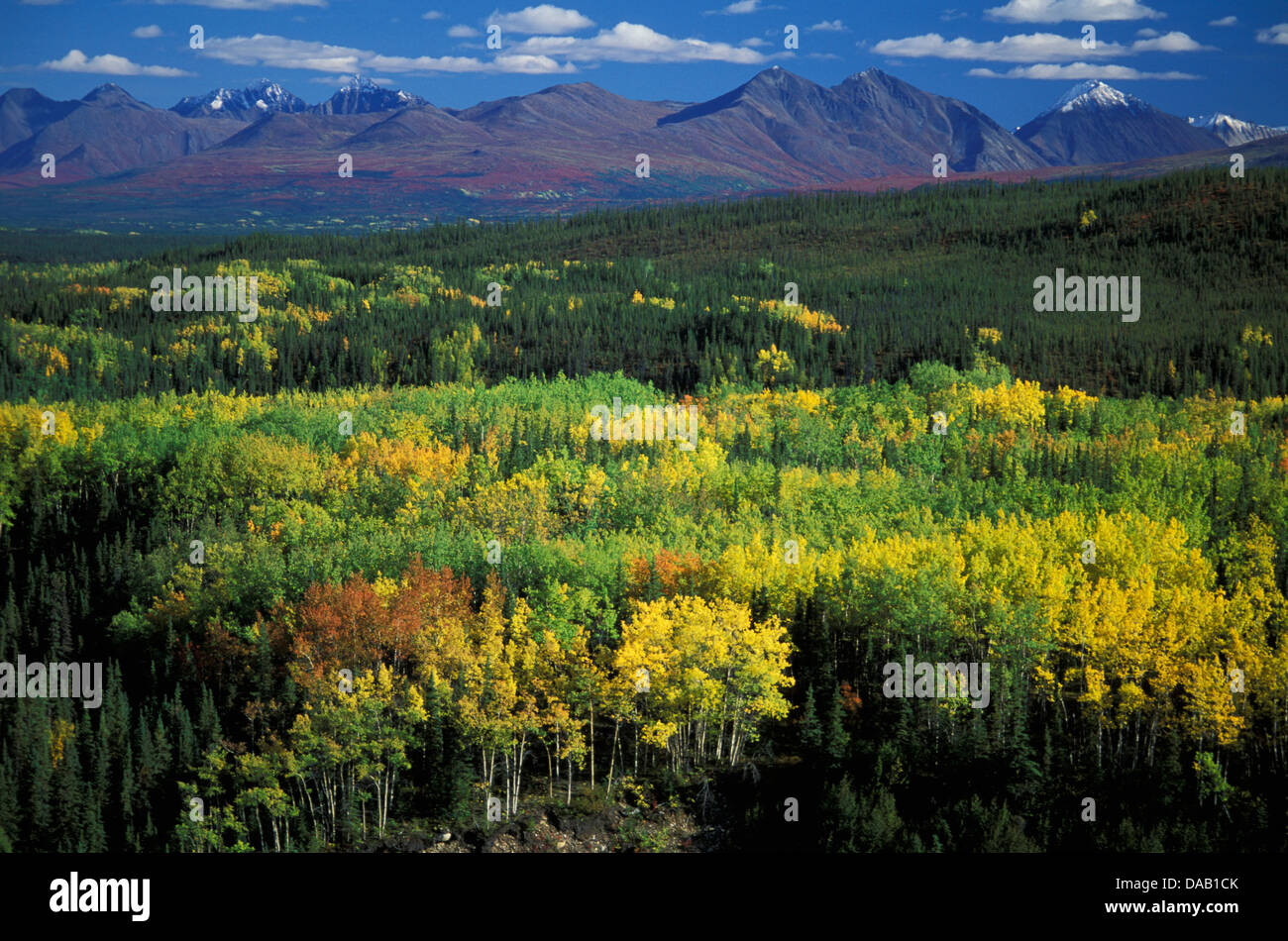 Denali, National Park, Alaska, USA, hills, trees, autumn, fall, colors, mountains, forest, overlook, mountain range, peak, snowc Stock Photo