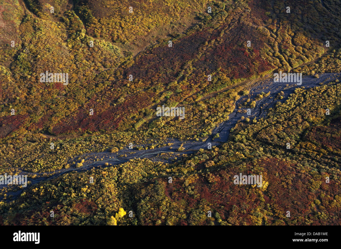 Denali, National Park, Alaska, USA, river, lush, forest, sunset, autumn, colors, landscape, wilderness, winding river, mountain, Stock Photo