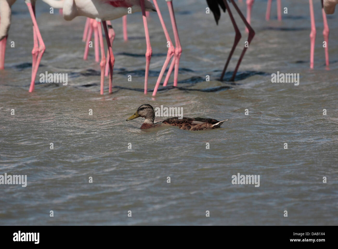 Wild duck swims between the flamingos in a lake in France Stock Photo