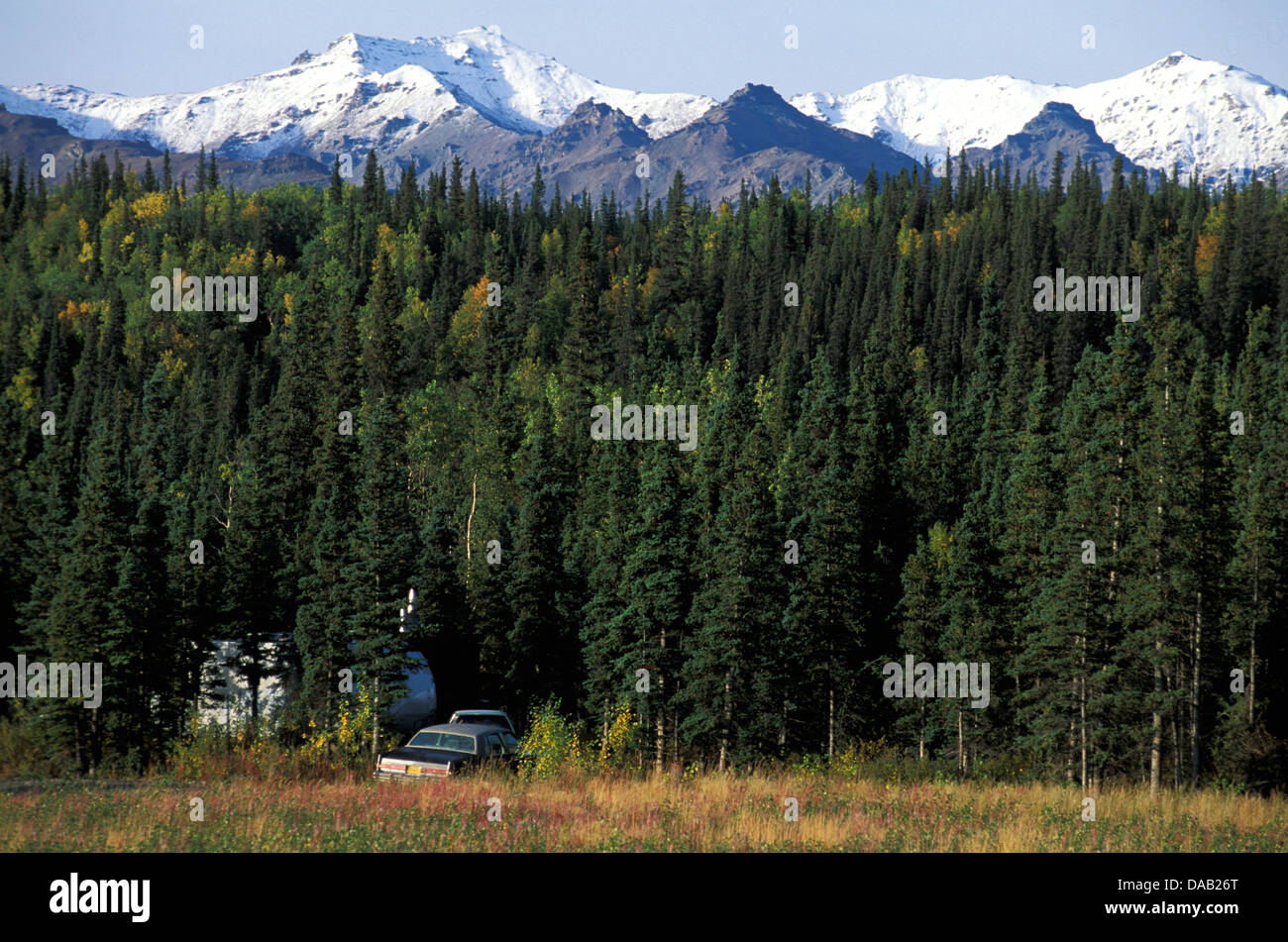 Healy, Alaska, USA, lush forest, mountain, sunny, autumn, colors, camping, camp, forest, grove Stock Photo