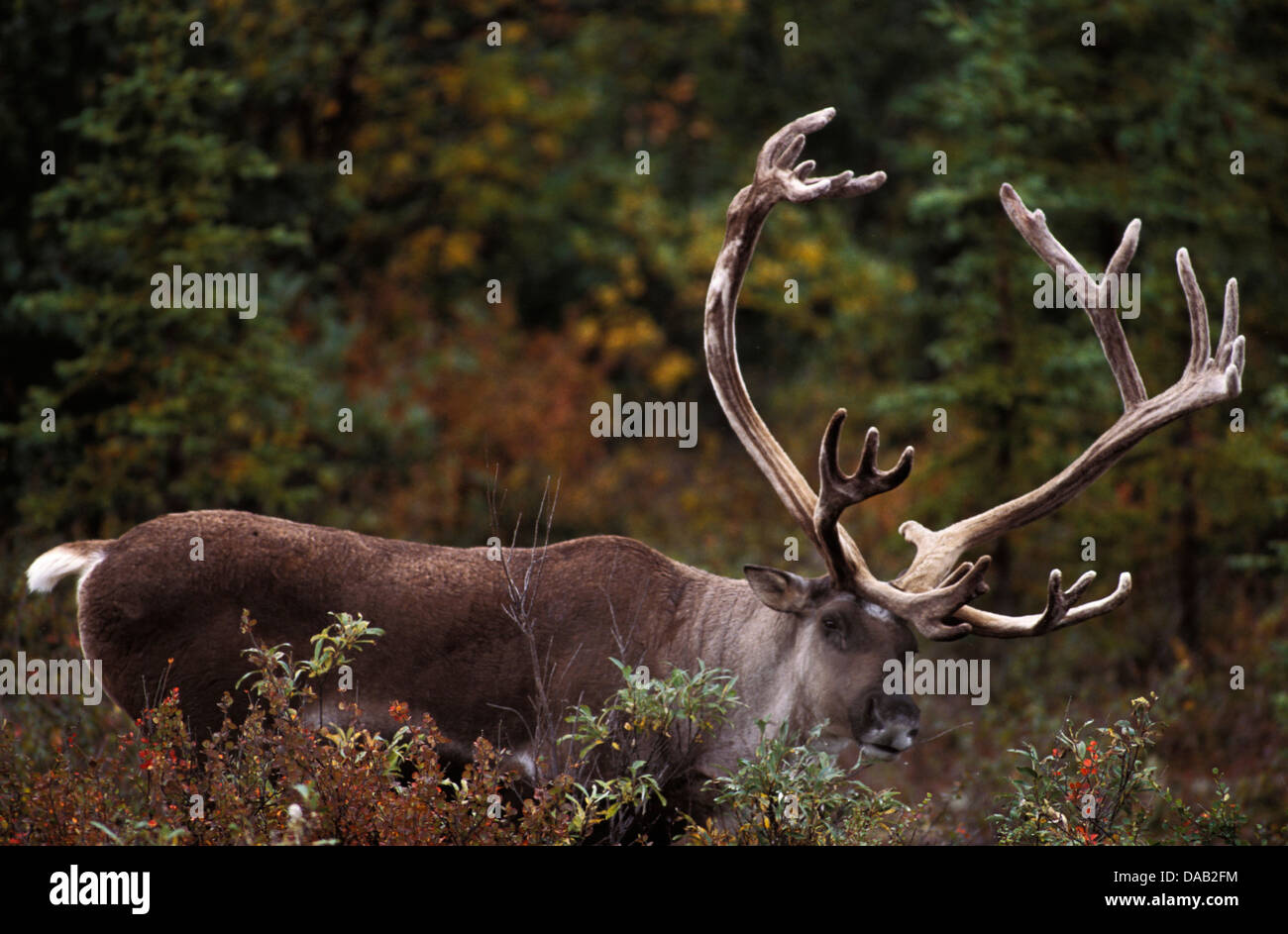Barren Ground Caribou, Rangifer tarandus, Caribou, reindeer, animal, Denali, National Park, Preserve, Alaska, USA, antlers, wild Stock Photo