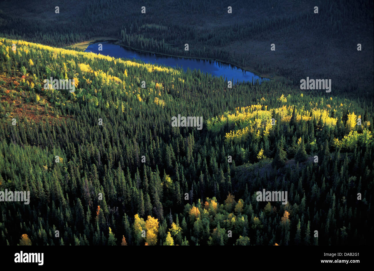 Denali, National Park, Alaska, USA, autumn, colors, lush forest, lake, hills, sunny, low sun, wildlife Stock Photo