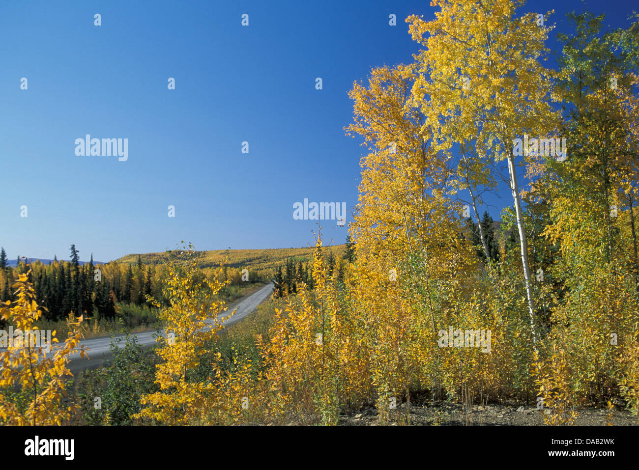 White Mountains, BEI, Livengood, Alaska, USA, fall, autumn, trees, yellow, colorful, highway, clear sky, open Stock Photo