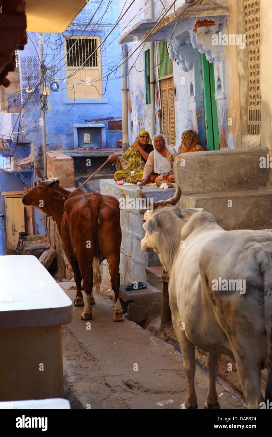Jodhpur, blue town, city, blue, lanes, cow, holy, cows, narrow, tight, ruin, tell, women, old women, Rajasthan, sit, India, Asia Stock Photo