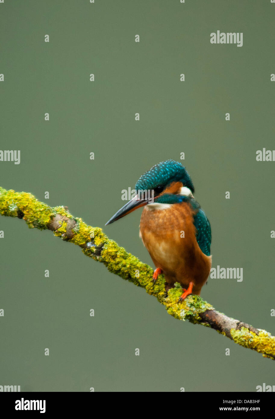 Kingfisher on tree branch Stock Photo