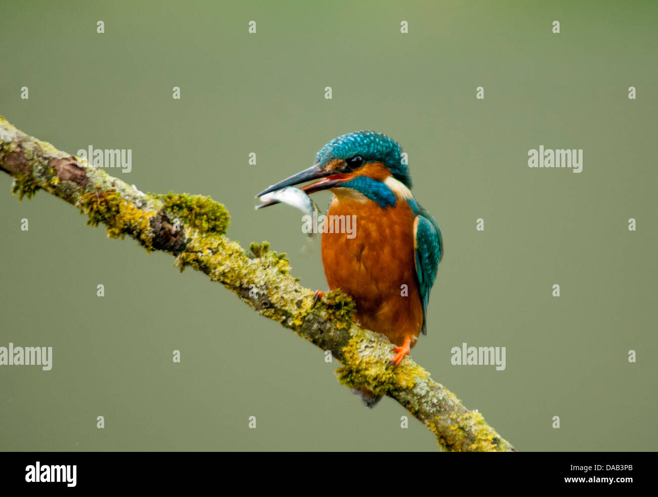 kingfisher, alcedo atthis on branch with fish Stock Photo