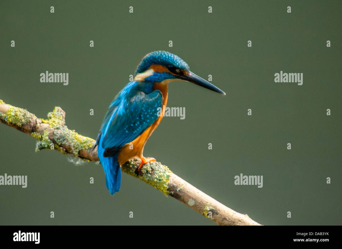 Kingfisher ,alcedo atthis, on tree branch Stock Photo