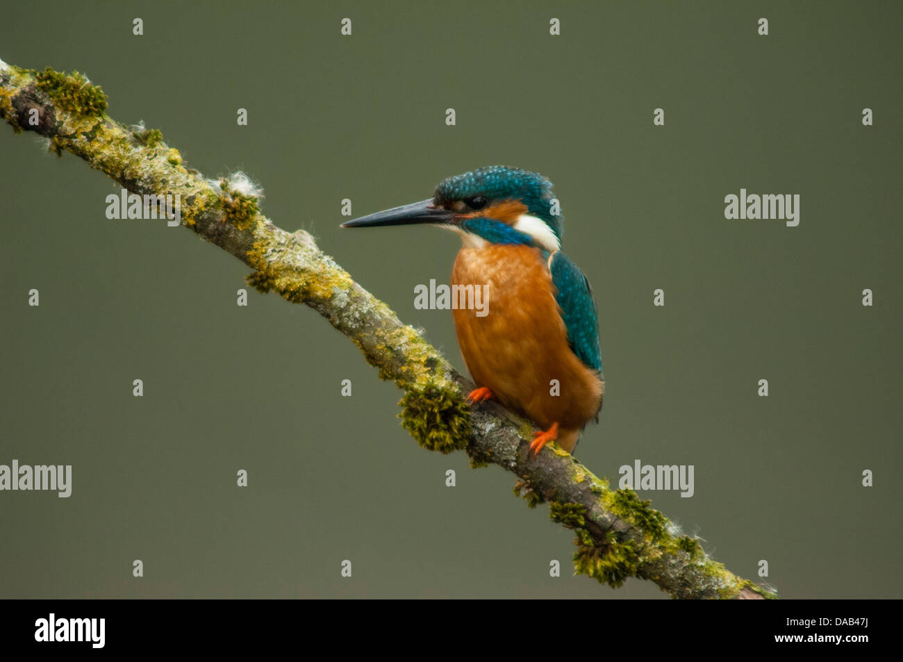 Kingfisher on tree branch Stock Photo