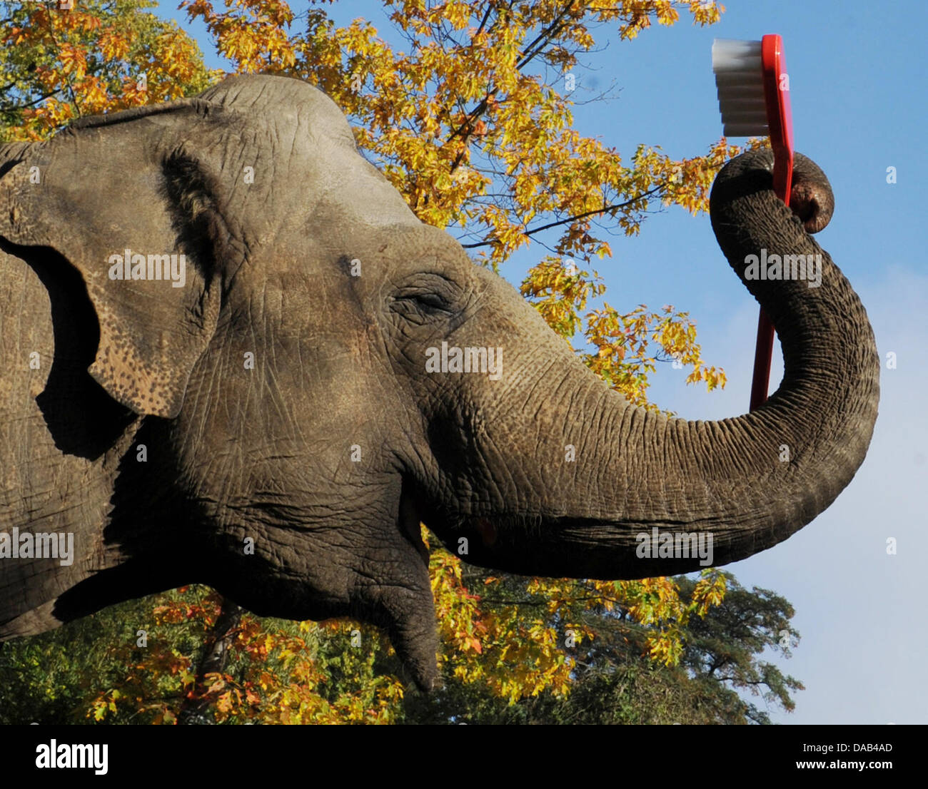 the-female-elephant-mogli-holds-a-huge-toothbrush-at-the-zoo-hagenbeck-DAB4AD.jpg