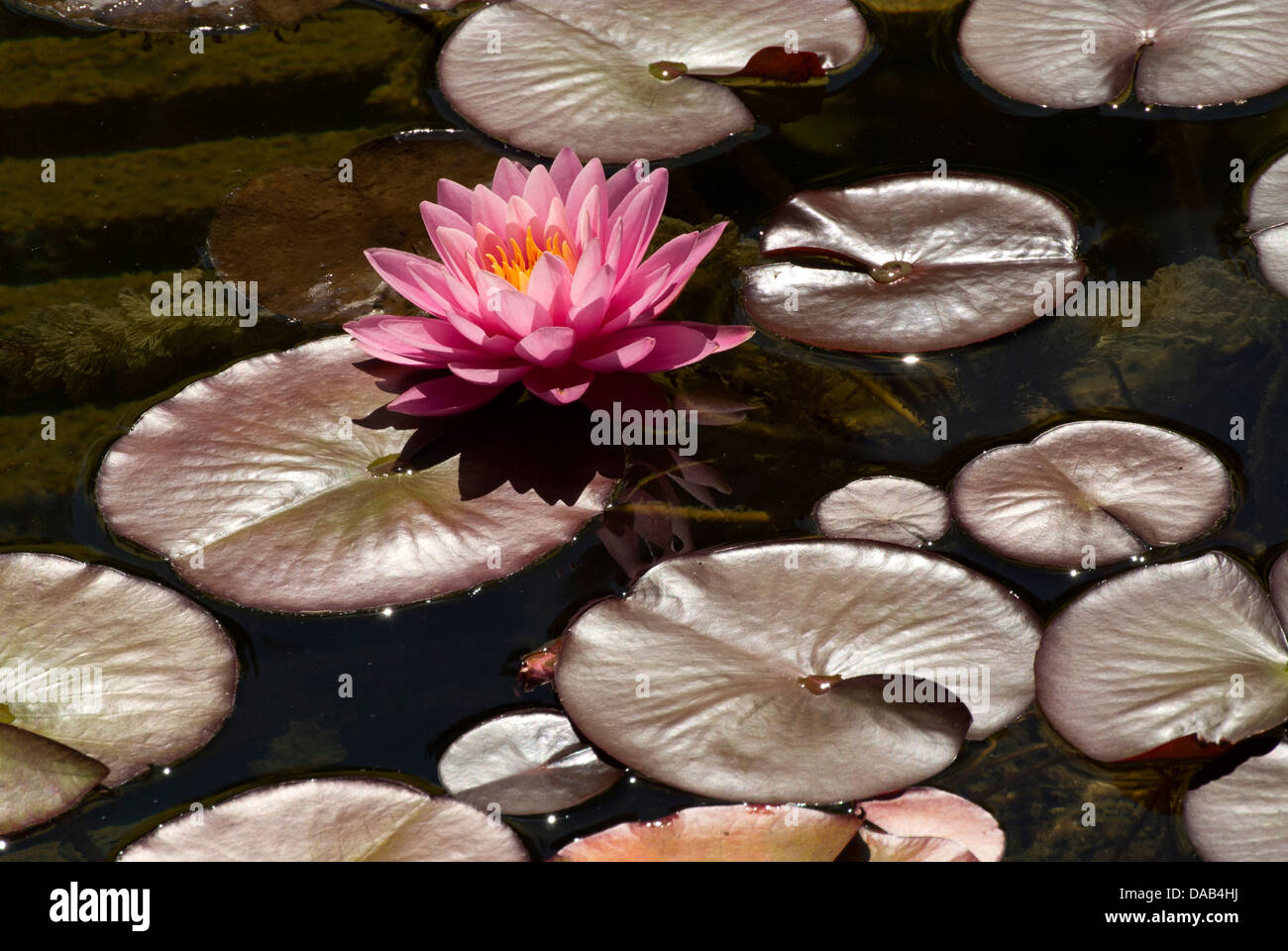 Pink water lily. Stock Photo