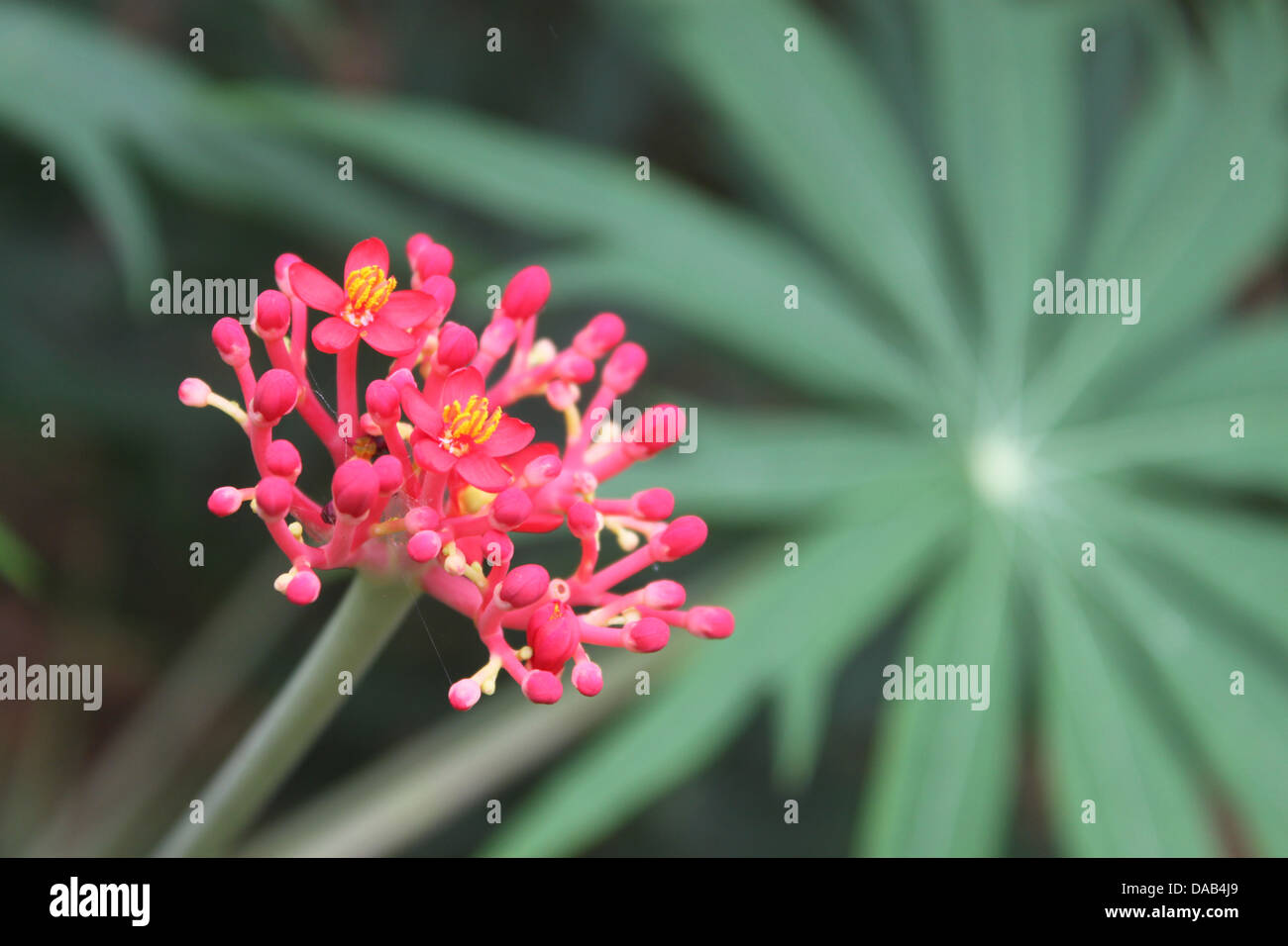pink flower umbel Stock Photo Alamy