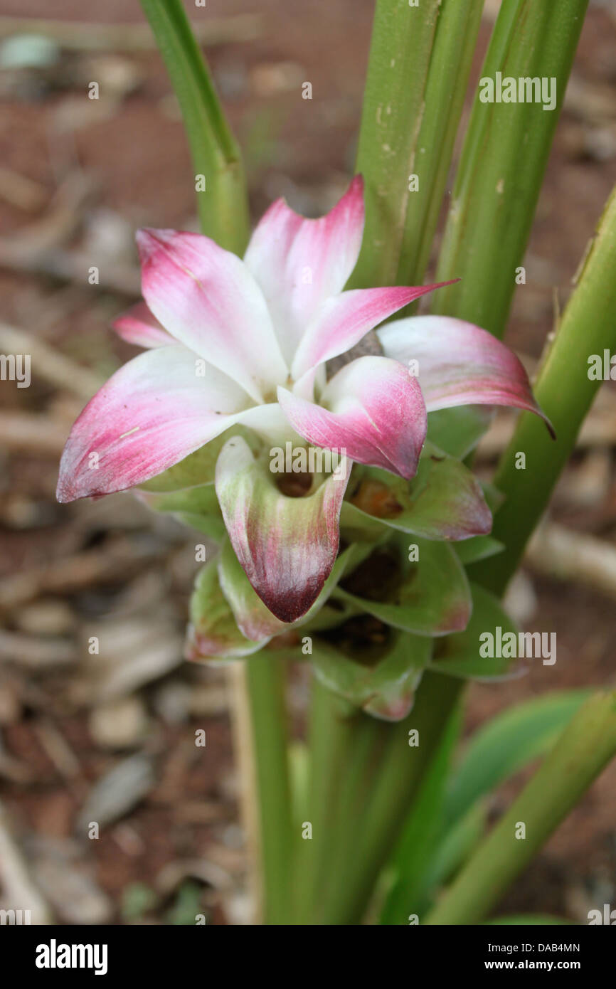 flower of turmeric Stock Photo