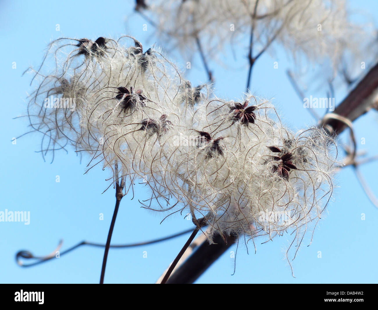 clematis vitalba pods soft fluffy seeds liane Stock Photo