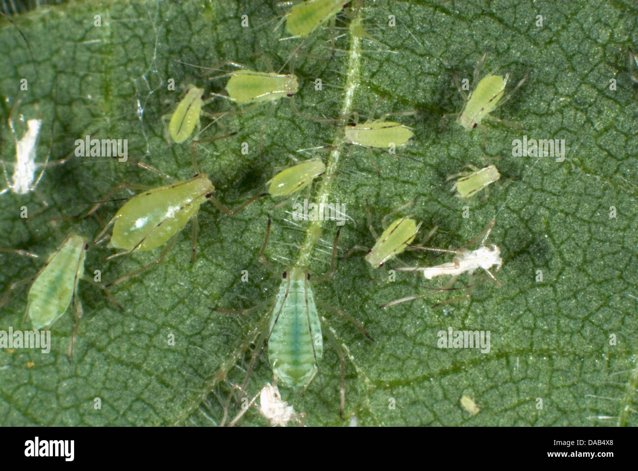 Stinging nettle aphids, Microlophium carnosum, infestation on a stinging nettle leaf Stock Photo