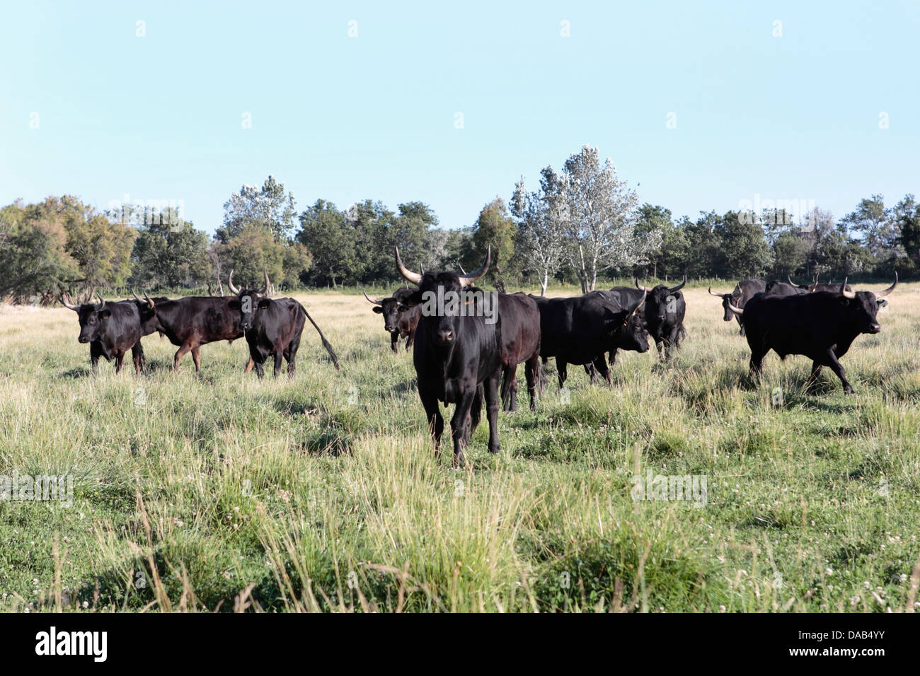 Black bulls in a pasture in France Stock Photo
