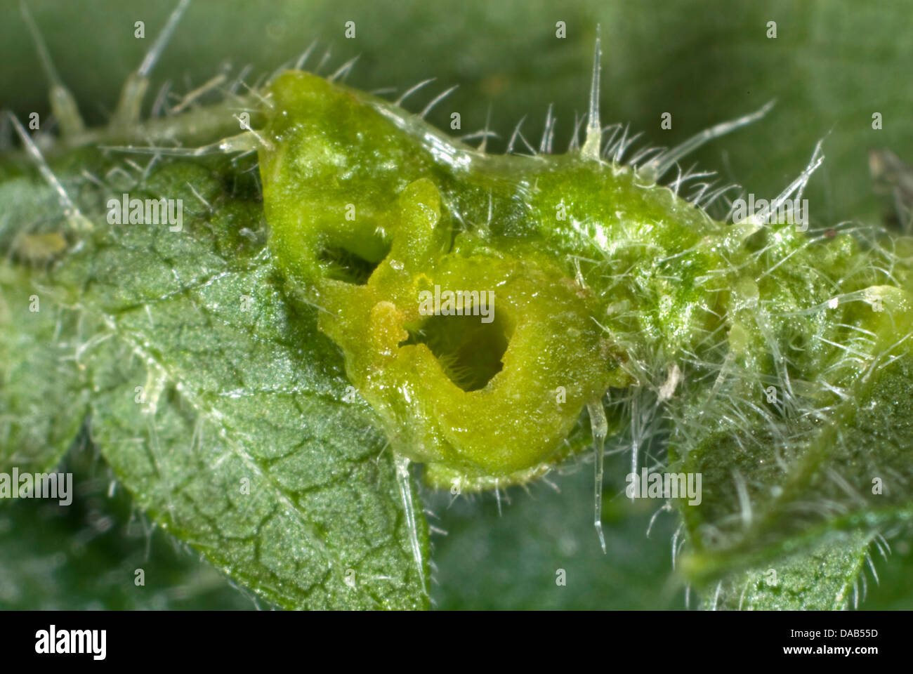 Section of a nettle leaf gall caused by a midge larva, Dasineura urticae, Stock Photo