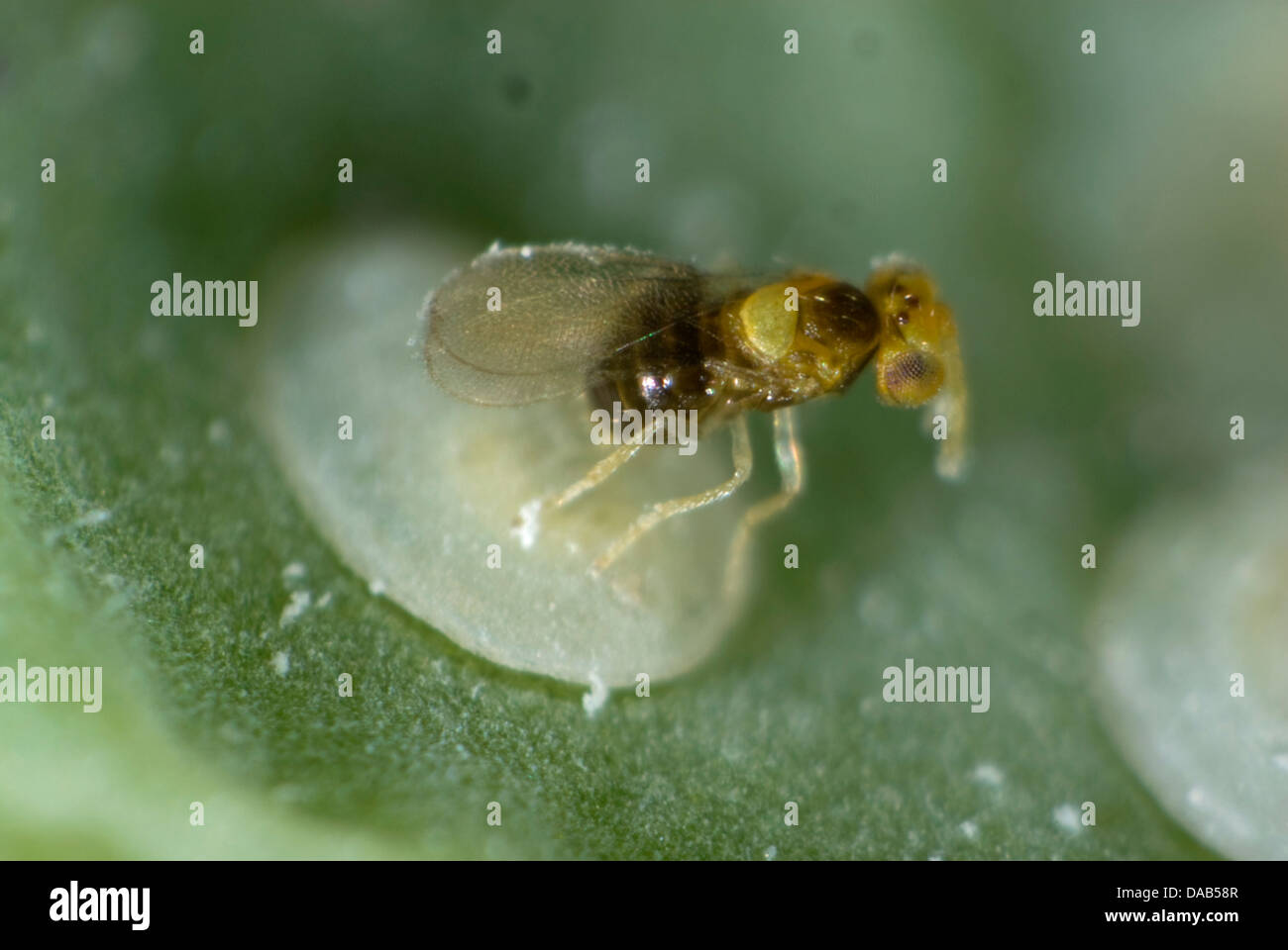 A parasitoid wasp, Encarsia tricolor, laying her eggs in larval scales of cabbage whitefly