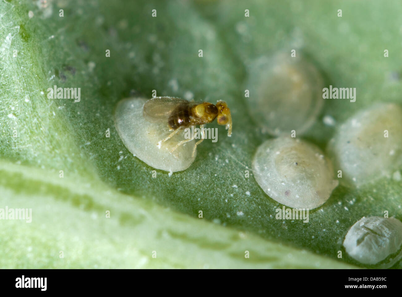 Parasitoid Wasp Eggs High Resolution Stock Photography and Images Alamy